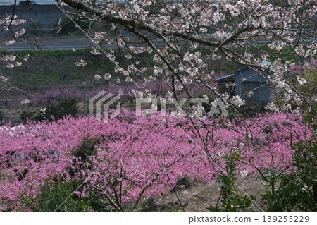 桃花盛開 桃花盛開 139255229