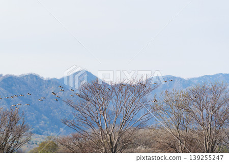 Miyajima swamp magan flock Miyajima swamp magan flock 139255247