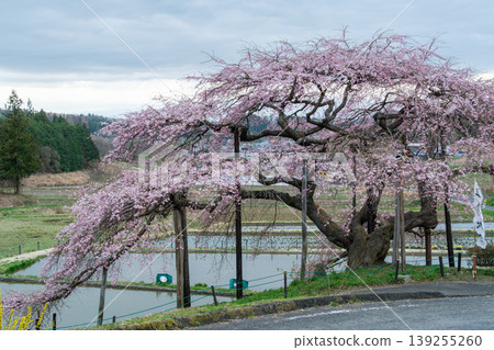 Nakajima's Jizo Cherry Tree and Mountain Range Nakajima's Jizo Cherry Tree and Mountain Range 139255260