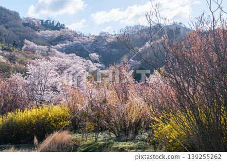 閃耀的山巒 139255262