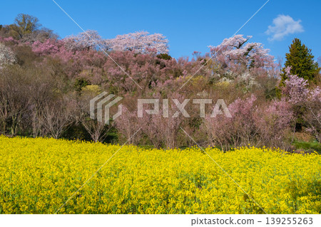 強姦鮮花和山櫻桃樹 139255263