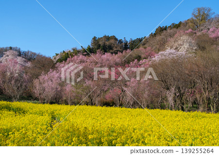 強姦花朵和櫻花 139255264