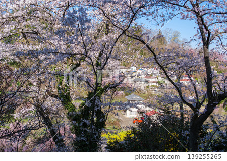 Mountain cherry blossoms and rows of houses Mountain cherry blossoms and rows of houses 139255265