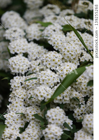盛開的繡線菊 01 盛開的繡線菊 01 139255268