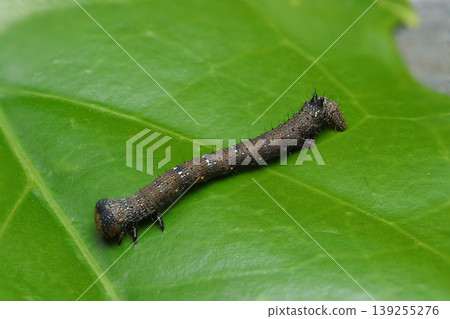 A blackish-brown caterpillar larva of a Geometridae moth with white spots on a bright young spring leaf (Macro photography of insect ecology in Japan) 139255276