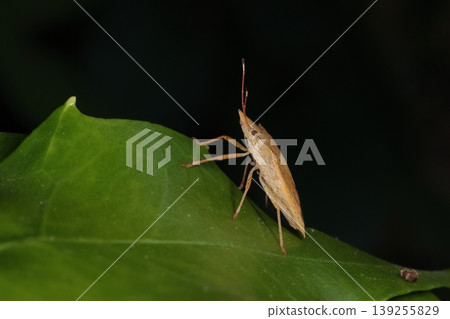 Living creatures, insects: *Hirata-togari-kame-mushi* (flat-bodied stink bug), its flattened body is about 15 mm long. It is said to parasitize bamboo. Living creatures, insects: *Hirata-togari-kame-mushi* (flat-bodied stink bug), its flattened body is about 15 mm long. It is said to parasitize bamboo. 139255829