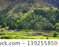 The Chuo Main Line runs through the lush green Kiso region. 139255850