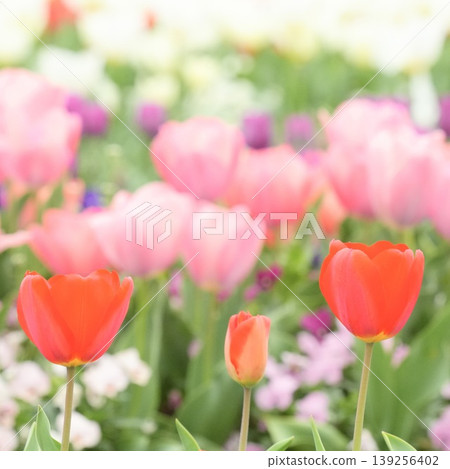 Cute tulips blooming in the spring flowerbed 139256402