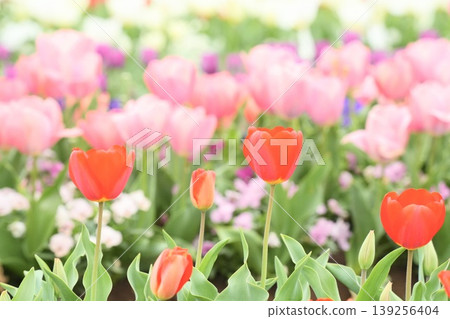 Cute tulips blooming in the spring flowerbed 139256404