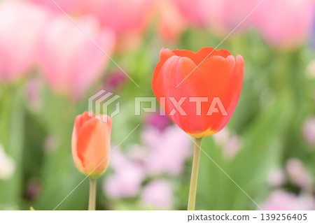 Cute tulips blooming in the spring flowerbed Cute tulips blooming in the spring flowerbed 139256405