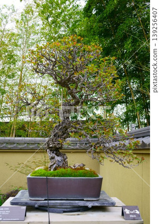 9590 Bonsai Hibai BONSAI 139256407
