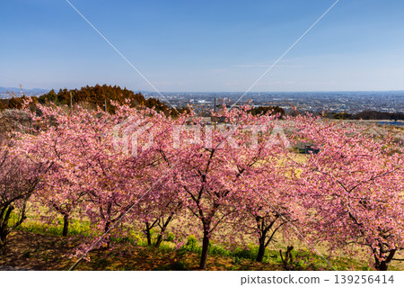 Zenchi, Misato-cho, Takasaki City, Gunma Prefecture: Misato Plum Grove, a famous spot for plum and cherry blossoms. The fully bloomed Kawazu cherry trees in Zenchi Plum Grove Square, along with the scenery of the town and mountains. Zenchi, Misato-cho, Takasaki City, Gunma Prefecture: Misato Plum Grove, a famous spot for plum and cherry blossoms. The fully bloomed Kawazu cherry trees in Zenchi Plum Grove Square, along with the scenery of the town and mountains. 139256414