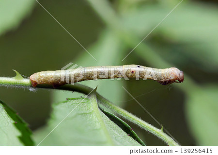Side view of a larva of an Ennominae moth stretching on a bright, fresh green leaf (Strobe macro photography of insects in Japanese nature). 139256415