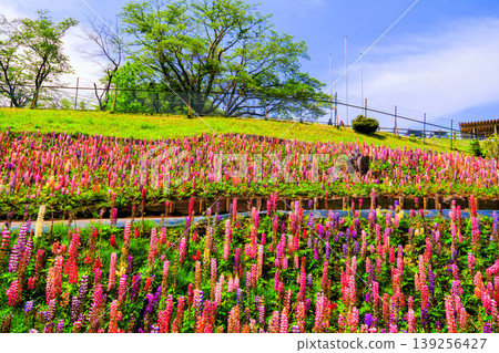Flowers shining against the blue sky 139256427