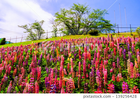 Lupines shining in the blue sky Lupines shining in the blue sky 139256428