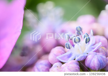 美麗的繡球花雄蕊 139256436