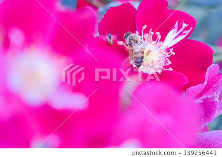 Bees sipping nectar from roses Bees sipping nectar from roses 139256441