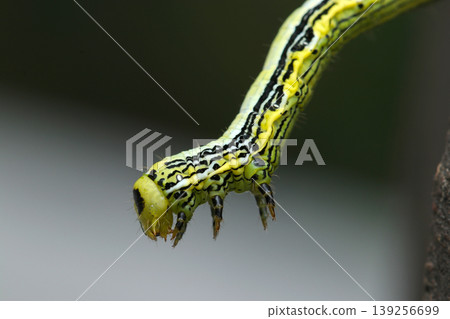 A full view of the colorful, black-and-white, and yellow larva of the broad-winged geometrid moth (Strobe macro photography of a Japanese natural insect ecology). A full view of the colorful, black-and-white, and yellow larva of the broad-winged geometrid moth (Strobe macro photography of a Japanese natural insect ecology). 139256699