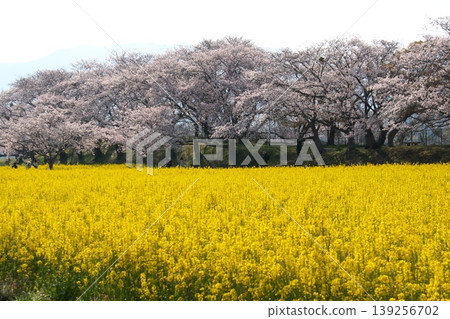 Landscape with rape flowers and cherry blossoms Landscape with rape flowers and cherry blossoms 139256702