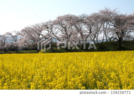 有油菜花和櫻花田的風景 有油菜花和櫻花田的風景 139256771