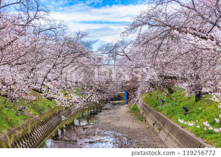五條川(愛知縣岩倉市)沿岸櫻花盛開,這裡是日本百大賞櫻勝地之一。 五條川(愛知縣岩倉市)沿岸櫻花盛開,這裡是日本百大賞櫻勝地之一。 139256772