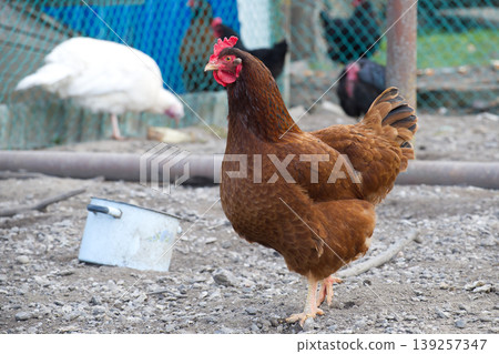 Brown Hen Standing in Rustic Farmyard Coop Free-Range Poultry Portrait in Natural Light Brown Hen Standing in Rustic Farmyard Coop Free-Range Poultry Portrait in Natural Light 139257347