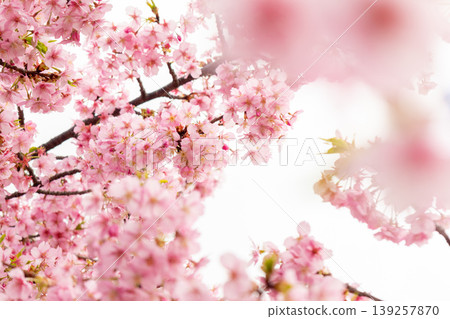 Blooming in the cherry blossoms in full bloom Blooming in the cherry blossoms in full bloom 139257870