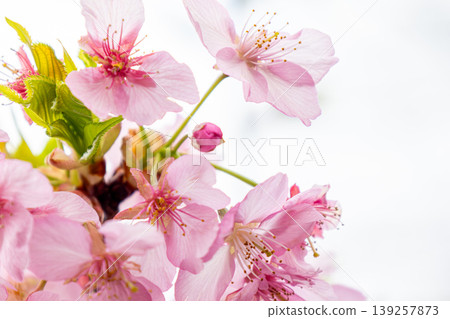 河津櫻花宣布春天的到來 河津櫻花宣布春天的到來 139257873