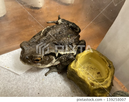 室內飼養的日本蟾蜍 室內飼養的日本蟾蜍 139258007