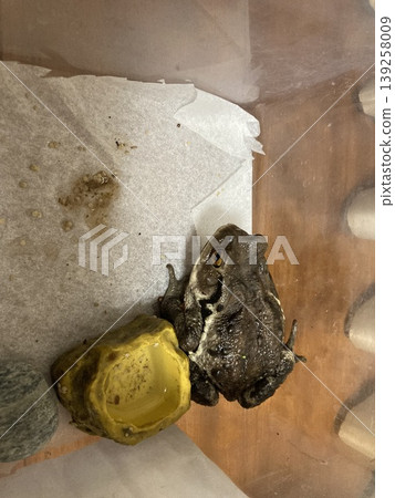 Toads kept indoors Toads kept indoors 139258009
