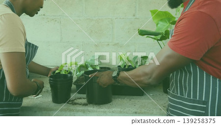 Coworkers in striped aprons transferring seedlings at potting bench with trays, black plastic pots Coworkers in striped aprons transferring seedlings at potting bench with trays, black plastic pots 139258375