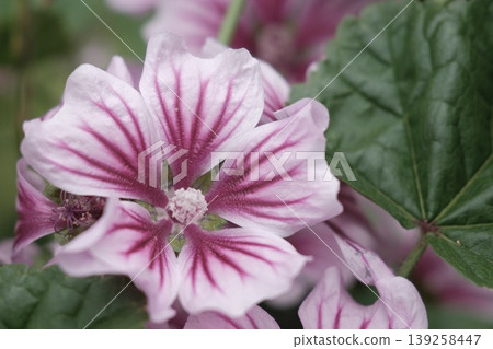 A macro photograph capturing the delicate patterns of a pink flower. 139258447