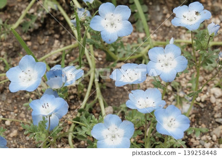 一簇自然盛開的粉蝶花的特寫。 139258448