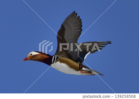 Flight of Oshidori Flight of Oshidori 139258508