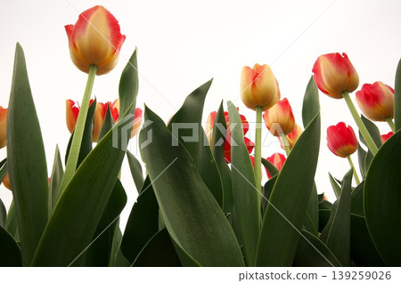 Tulip flowers reaching towards the sky Tulip flowers reaching towards the sky 139259026