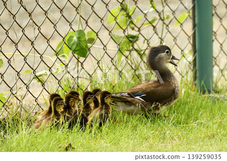 Parent and child of Oshidori Parent and child of Oshidori 139259035