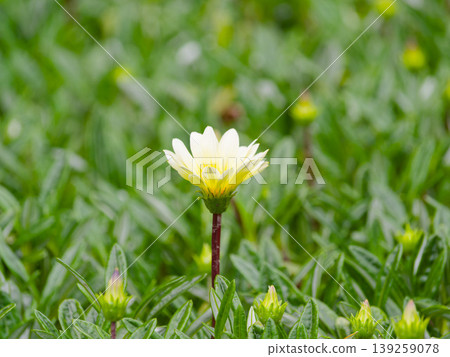 Close-up of white and yellow flowers blooming amidst the greenery. Close-up of white and yellow flowers blooming amidst the greenery. 139259078