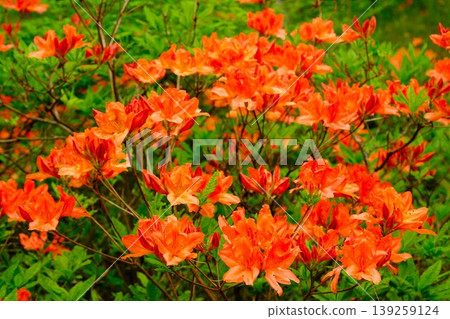 Vibrant orange rhododendrons Vibrant orange rhododendrons 139259124