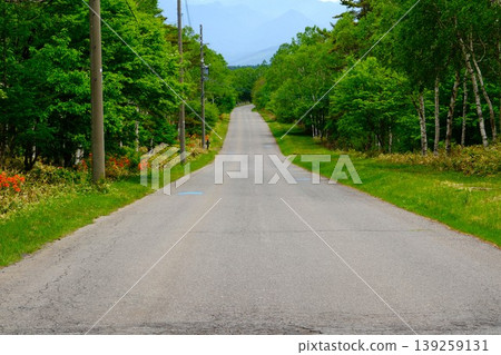 A landscape with birch trees and a road. 139259131
