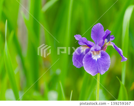 Purple iris flowers and a green bokeh background | Copy space available Purple iris flowers and a green bokeh background | Copy space available 139259167