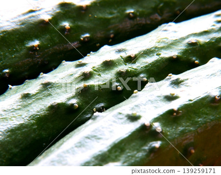 Close-up photo of harvested cucumbers Close-up photo of harvested cucumbers 139259171