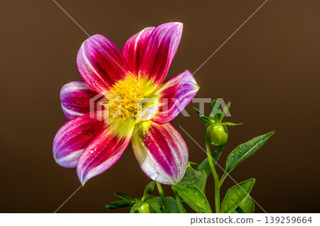 Beautiful Pink and Yellow Dahlia Flower With Water Drops Beautiful Pink and Yellow Dahlia Flower With Water Drops 139259664