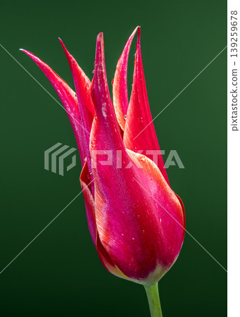 Pink Lily Flowered Tulip With Dew Drops On Green Background Pink Lily Flowered Tulip With Dew Drops On Green Background 139259678