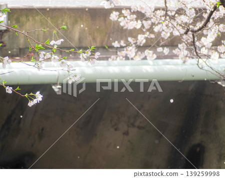 櫻花垂掛橋上 櫻花垂掛橋上 139259998