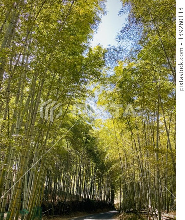 Curving bamboo forest road in Japan, peaceful green pathway with natural light 139260113