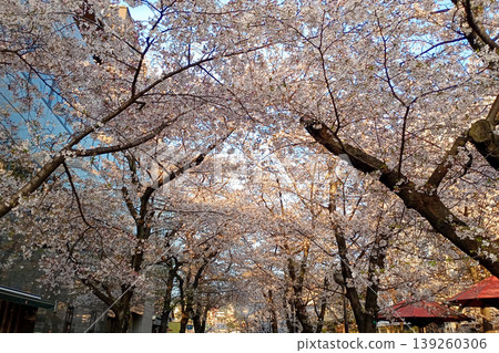 【京都】祇園白川兩岸的櫻花樹美得令人難以置信，而且周圍人山人海。 139260306