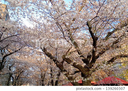 【京都】祇園白川兩岸的櫻花樹美得令人難以置信，而且周圍人山人海。 139260307