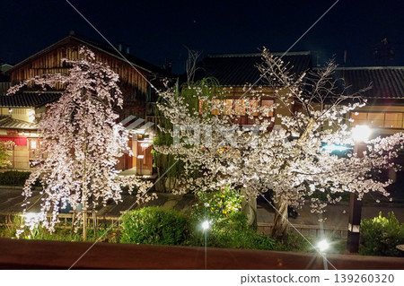 [Kyoto] The cherry blossom trees lining the Shirakawa River in Gion were incredibly beautiful, and the area was bustling with many people. 139260320