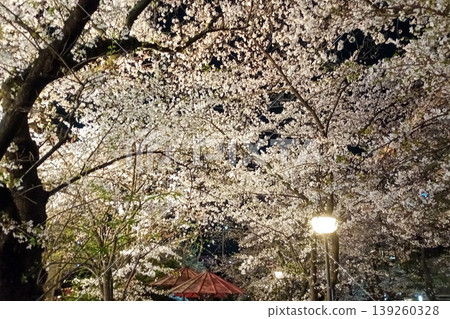 【京都】祇園白川兩岸的櫻花樹美得令人難以置信,而且周圍人山人海。 【京都】祇園白川兩岸的櫻花樹美得令人難以置信,而且周圍人山人海。 139260328