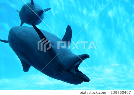 親子海豚 親子海豚 139260407